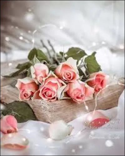 Quelle est la signification d'une rose de couleur blanche ?