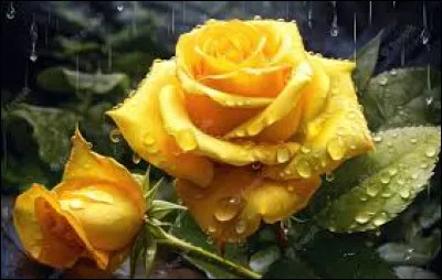 Dans quelle chanson Francis Cabrel dit-il : "Tu as versé sur ma vie des milliers de roses" ?