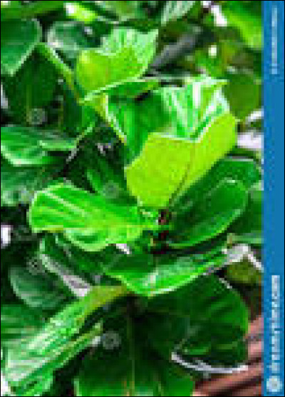 Est-ce que tu aimes la nature ?