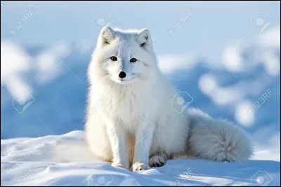 Tu ne sors pas de l'igloo où tu loges si la température est inférieure à quel degré ?