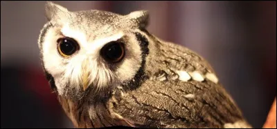 Quel film d'André Berthomieu est sorti en 1931 ?