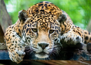 Quiz Les jaguars !