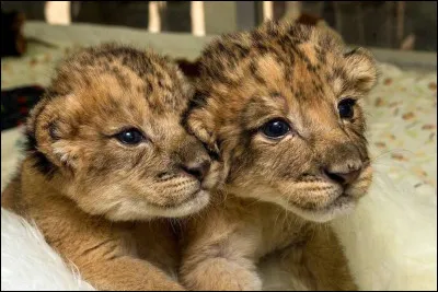 Quel est ton animal préféré ?
