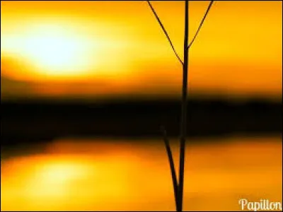 Qui chantait "Goodbye Yellow Brick Road" ?