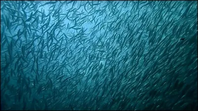 Quel est ce poisson ?