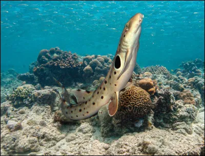 Quel est ce poisson ?