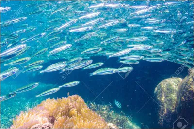 Quel est ce poisson ?