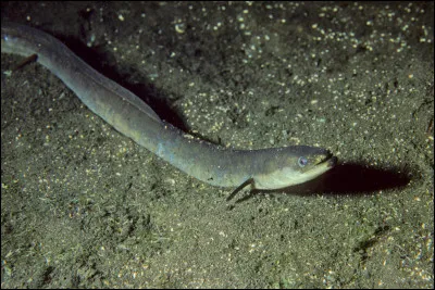 Quel est ce poisson ?