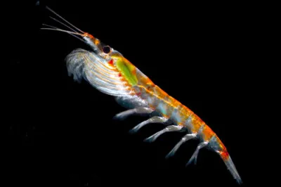 Quel est ce poisson ?