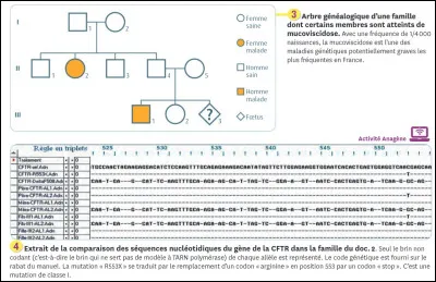 Analyser cet arbre généalogique en cliquant sur la ou les bonnes affirmations.