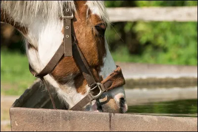 Le cheval boit combien de litres d'eau par jour ?