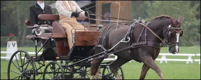 Coche une discipline du concours complet parmi ces choix.