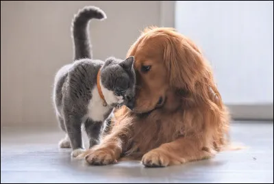 Es-tu plutôt chat ou bien chien ?