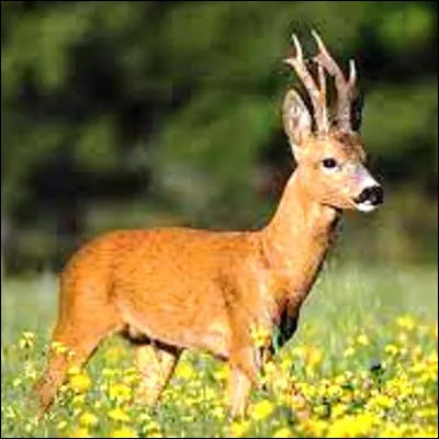 Quel est le plus grand des cervidés ?