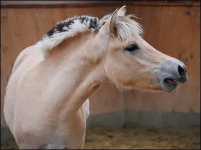 Ce poney est haflinger.