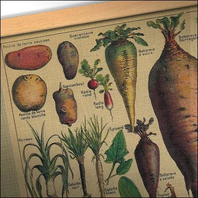 La betterave est très toxique pour les poneys et chevaux.