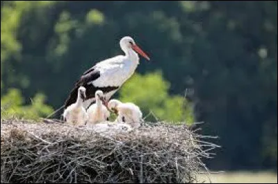 Quelle ancienne région de France a pour symbole la cigogne ?