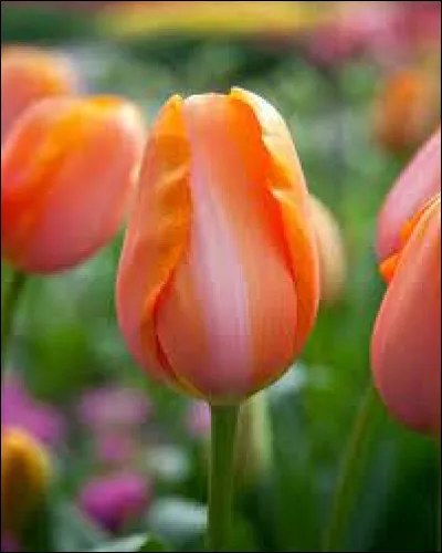 Comment se nomme cette jolie fleur ?