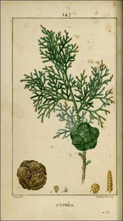 Mon premier est un mois de lannée.
Mon deuxième est une boisson chaude.
Mon troisième est la quinzième lettre de lalphabet.
Mon quatrième est un des effets secondaires du Coca.
Mon cinquième se gagne à la loterie.
Mon sixième est la dixième lettre de lalphabet.
Mon tout vous parle du temps.