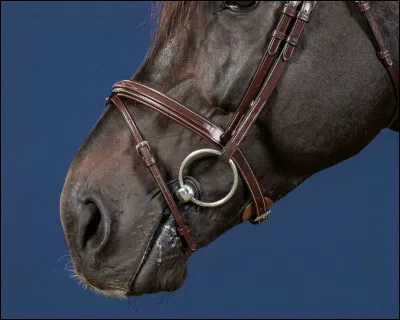 Quelle est cette muserolle ?