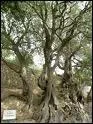 En direction de Menton se dresse un arbre remarquable dont les racines s'tendent sur 20m. Il est dit 'Millnaire'. C'est un ...