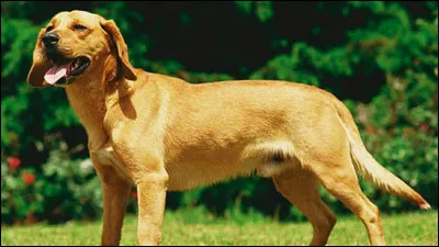 Connaissez-vous cette race ?