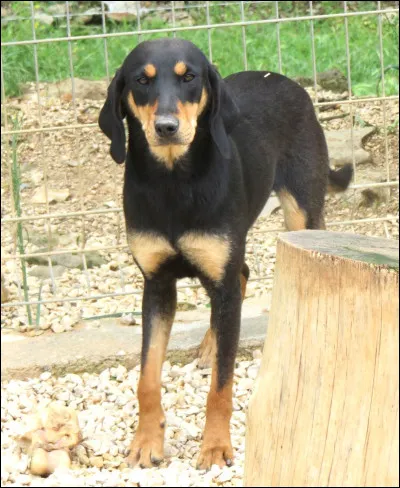 Connaissez-vous la race de ce beau chien ?
