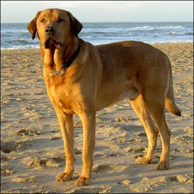 Connaissez-vous la race de ce magnifique chien ?