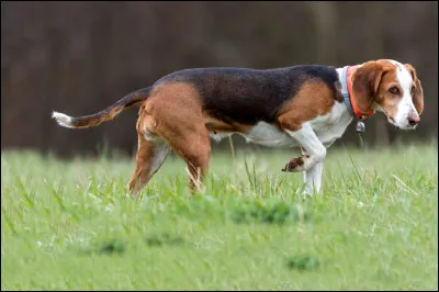 Quel est le nom de cette race ?