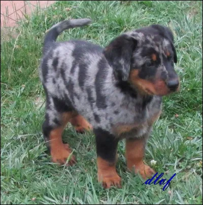 Quelle est cette race ?