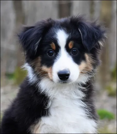 Comment s'appelle cette race de chien ?