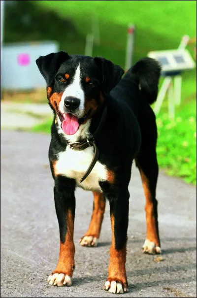 Comment s'appelle ce chien ?