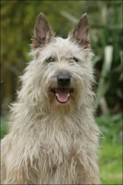 Quel est le nom de cette race ?