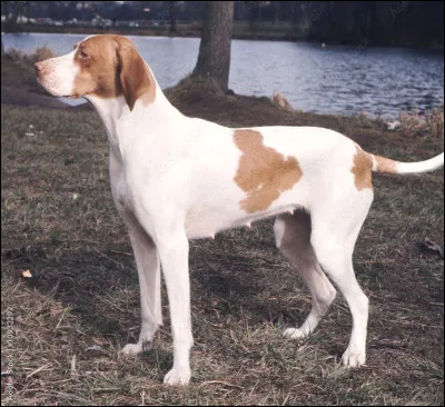 Connaissez-vous cette race ?