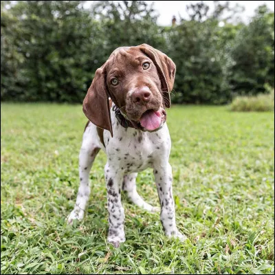 Comment s'appelle cette race de chien ?