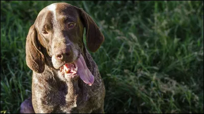 Comment s'appelle ce chien ?