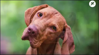 Comment s'appelle ce chien ?