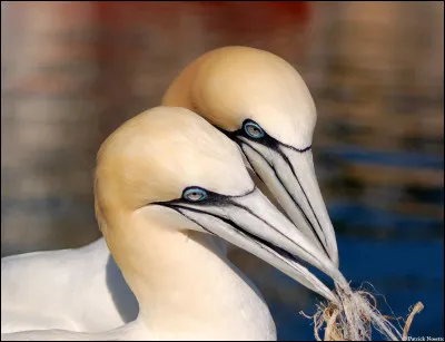 Combien de temps mettra un poussin fou de Bassan à être autonome ?