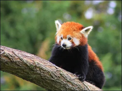 Le panda roux est un animal nocturne.