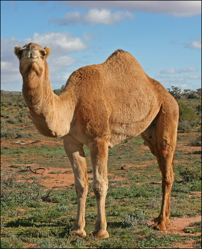 Pour commencer, comment peut-on différencier le chameau et le dromadaire ?