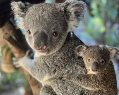 Combien de temps dure la gestation d'un koala ?