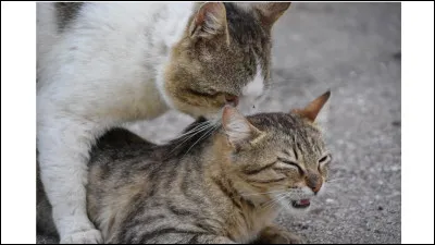 À partir de quel âge un chat peut-il se reproduire ?