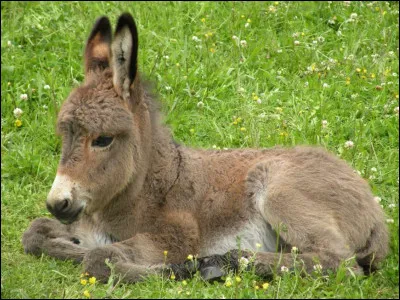 Comment définit-on la couleur d'un âne ?