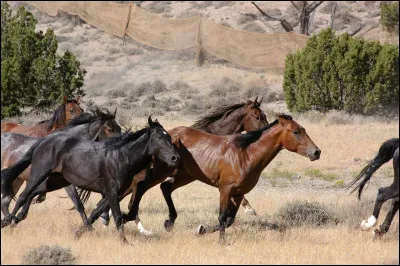 Le cheval peut prévoir les tremblements de terre.