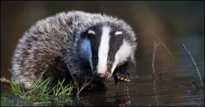 Vous êtes en train de vous promenez dans la forêt avec votre apprenti lorsque vous voyez un chaton en face-à-face avec un blaireau, comment réagissez-vous ?