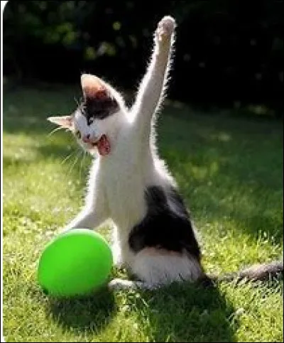 Quel était votre jeu préféré quand vous étiez chaton ?