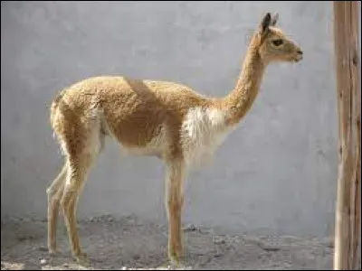 Quel est cet animal qui vit sur les hauts plateaux de la cordillère des Andes ?