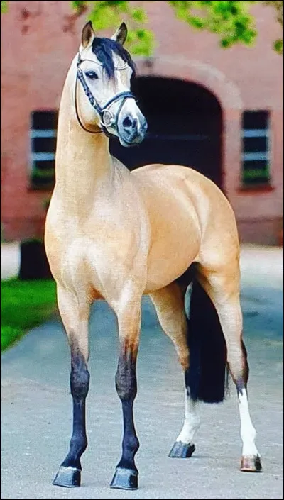 Quelle est la robe du cheval ?