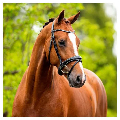 Quelle est la robe du cheval ?