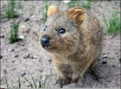 Cet animal herbivore s'appelle-t-il un wombat ?